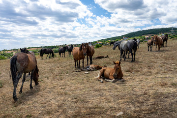 Obraz premium Wild horses from Cape Emine. The Bulgarian Black Sea Coast.