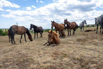 Wild horses from Cape Emine. The Bulgarian Black Sea Coast.