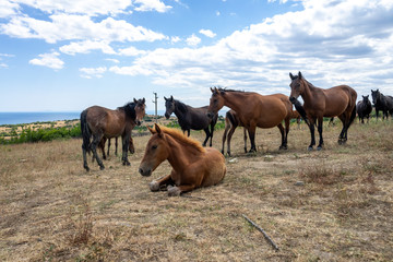 Fototapeta premium Wild horses from Cape Emine. The Bulgarian Black Sea Coast.