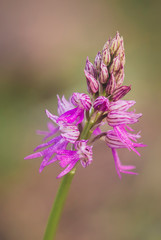 Hybrid orchid, orchis italica x orchis anthropophora = orchis bivonae tod, Andalusia, Spain.