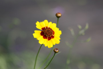 Yellow Flower with Orange Center