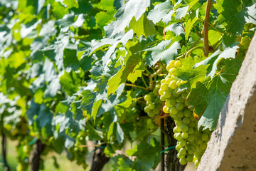 South moravian vineyards in Podyji