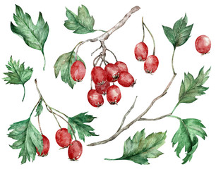 Watercolor illustration of hawthorn red berries and green leaves on branches. Botanical art. Hand-drawn clipart. - obrazy, fototapety, plakaty
