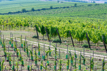 Fototapeta na wymiar South moravian vineyards in Podyji
