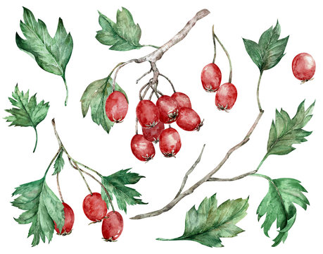Watercolor illustration of hawthorn red berries and green leaves on branches. Botanical art. Hand-drawn clipart.