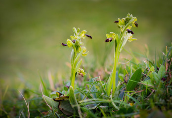 Ophrys fusca, sombre bee-orchid or the dark bee-orchid, Andalusia, Spain