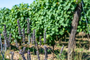 South moravian vineyards in Podyji