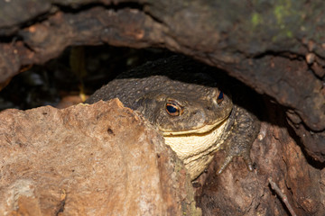 Common toad under the tree