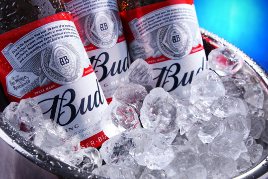 Bottles of Bud beer in bucket with crushed ice