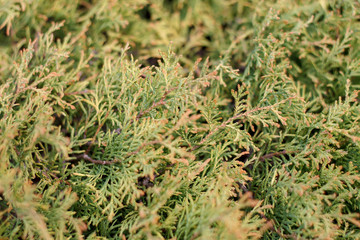 natural background of juniper branches close-up
