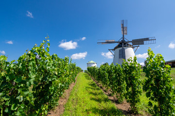 Retz windmill and vineyard
