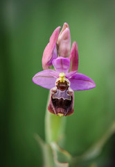 Hybrid Ophrys x peltieri,  Ophrys tenthredinifera x Ophrys Scolopax, Andalusia, Spain.