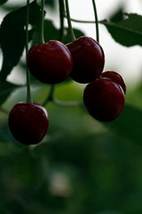 Fruits of cherry tree. Cherries blooming in spring. Spring, garden and fruits.