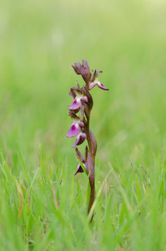Fan-lipped Orchid, Orchis saccata also known as Orchis collina, wild orchid in Andalusia, Southern Spain