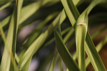 Obraz premium Leaves of house plant, close-up. Flower in a flowerpot in close-up.