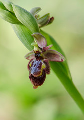 Ophrys x castroviejoi, Hybrid wild orchid Ophrys scolopax x Ophrys speculum, Andalusia, Spain.