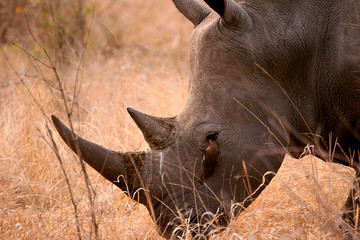 Oxpecker on Grazing Rhino.