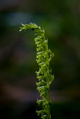 Fototapeta na wymiar Gennaria diphylla, Two-leaved, Two leaved Gennaria orchid, Andalusia, Spain
