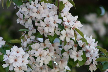 Light Pink Apple Blossoms 