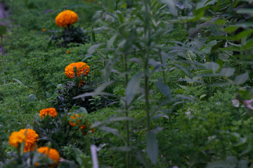 Newly opened seasonal flowers in the garden. Red, yellow, white and green flowers.
