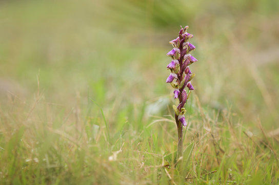 Fan-lipped Orchid, Orchis saccata also known as Orchis collina, wild orchid in Andalusia, Southern Spain
