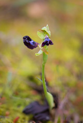 Ophrys atlantica, wild orchid of mediterranean region, Andalusia, Spain.