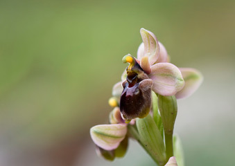Hybrid orchid, ophrys bombyliflora x tenthredinifera, (Ophrys x sommieri), Andalusia, Spain.
