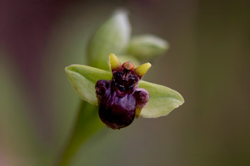 Bumblebee orchid, Ophrys bombyliflora, Andalusia, Spain