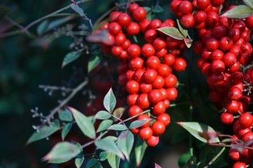red berries of viburnum on a branch