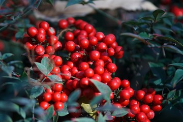 red berries of viburnum on a branch