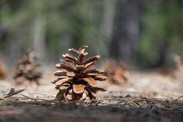 pine cone on the ground in the forest close up