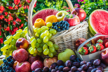Obraz premium Variety of fresh ripe fruits in the garden.