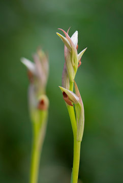 Small-flowered Tongue Orchid, Serapias parviflora orchid, Andalusia, Southern Spain.