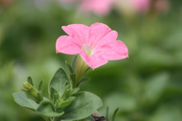 Pink Petunia 