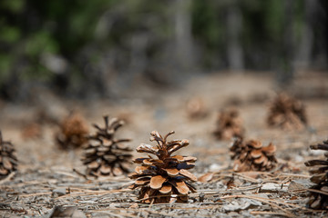 pine cone in the forest close up