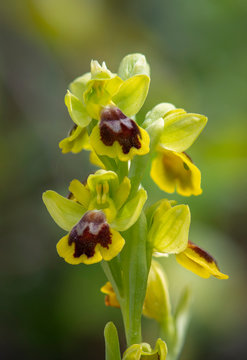 Small-flowered Yellow Bee-orchids,, Ophrys lutea subsp. galilaea, Andalusia, Spain.