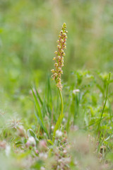 Wild orchid, Man orchid, Orchis anthropophora, Aceras anthropophorum, Andalusia, Southern Spain.