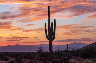 Saguaro Cactus With Colorful Skies Before Sunrise