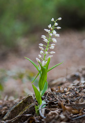 Narrow-leaved Helleborine or Sword-leaved Helleborine, Cephalanthera longifolia, Andalusia, Spain.