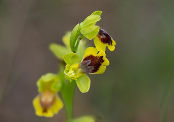Small-flowered Yellow Bee-orchids,, Ophrys lutea subsp. galilaea, Andalusia, Spain.