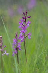 Lange's Orchid, Orchis langei, Orchis mascula subsp. laxifloriformis in flower, Ojen, Andalucia, Spain
