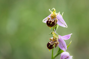 Bee orchid, Ophrys apifera, wild orchid in Andalusia, Spain.