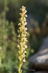 Wild orchid, Man orchid, Orchis anthropophora, Aceras anthropophorum, Andalusia, Southern Spain.