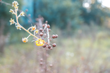 Ramo con fiori e bacche selvatiche