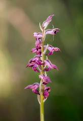 Anacamptis coriophora, bug orchid, Orchis coriophora ssp fragans, Andalusia, Spain.