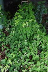 Japanese yam (Dioscorea japonica) male flowers/ Japanese yam blooms a lot of small white flowers in summer.