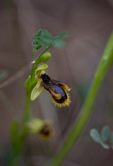 Fototapeta premium Wild orchid, Ophrys vernixia, 