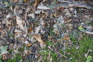 moss and leaves in the forest
