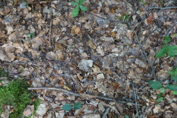 moss and leaves in the forest