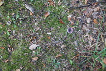 moss and leaves in the forest